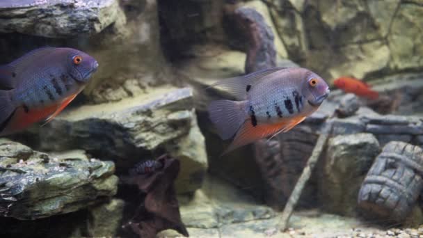 Astronotus of Oscar vis in een aquarium close-up. selectieve focus — Stockvideo