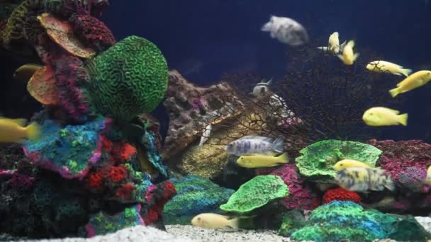 Pseudotropheus Lombardo peixe e cynotilapia Afro. peixes coloridos no aquário foco seletivo — Vídeo de Stock