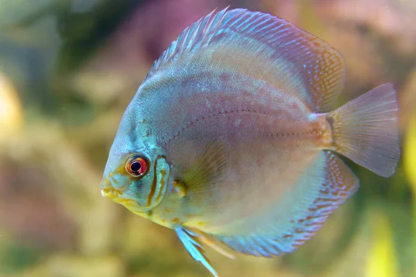 Akvaryumdaki Disk Balığı Symphysodon Diski — Stok fotoğraf