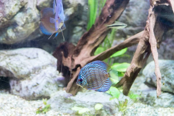 discus fish Symphysodon discus in an aquarium