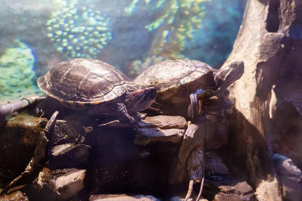 Червоні Вухаті Черепахи Тераріумі Під Водою Крупним Планом Вибірковий Фокус — стокове фото