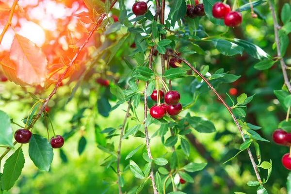 Kiraz Ağacından Sarkan Olgun Kirazlar Meyve Kiraz Bahçesi — Stok fotoğraf