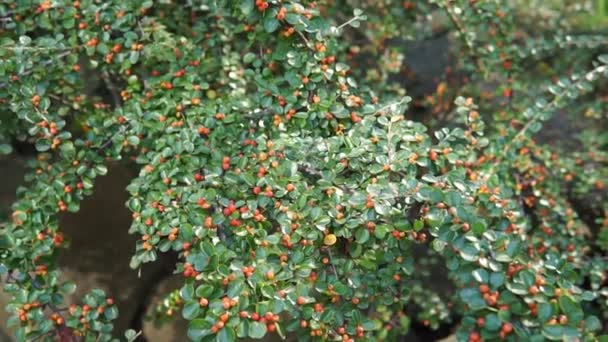 Gül familyasından bir çiçek bitkisi olan Cotoneaster 'ın kırmızı böğürtlenleri, sonbaharın sonlarında oluşurlar.. — Stok video