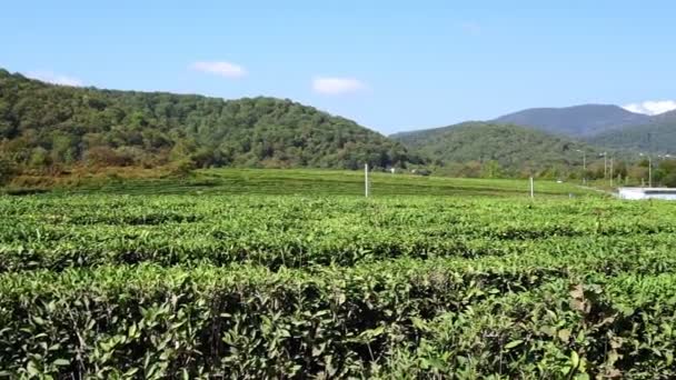 Piantagione di tè. Il tè in Europa. Agricoltura naturale Agricoltura biologica Campo biologico. — Video Stock