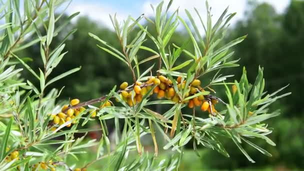 Hippophae is a genus of sea buckthorn, deciduous shrubs in the family Elaeagnaceae. blackthorn, willow or sea berry — Stock Video