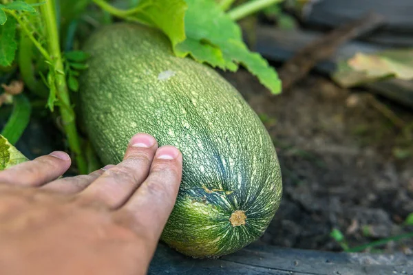 Zucchini Ernte Bei Bauern Ernte Von Bio Gemüse Ein Ort — Stockfoto
