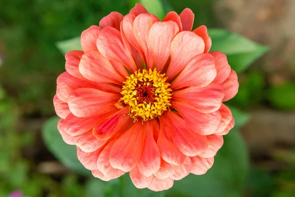 Flores Zinnia Florecen Jardín Negocio Flores Hermoso Jardín Flores Florece — Foto de Stock