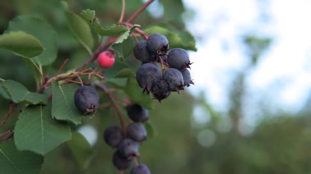 Dwarf Shadbush, Chuckley Armudu, veya Batı Juneberry, Kuzey Amerika 'ya özgü, yenilebilir böğürtlen benzeri meyveli bir çalılıktır. — Stok video