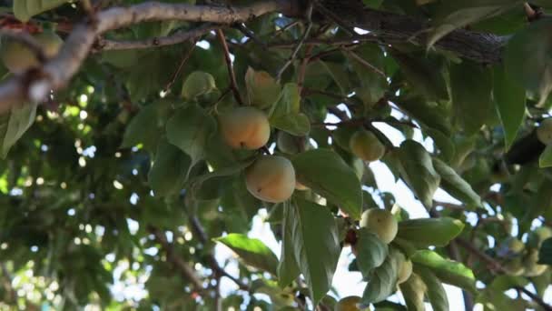 Culture de kaki sur les branches des arbres. la culture de fruits — Video