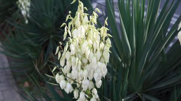 Yucca plant .witte exotische bloemen met lange groene bladeren — Stockvideo