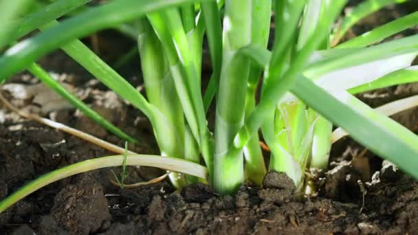在成熟期间种植洋葱,在花园里长成绿色的羽毛.有机农场 — 图库视频影像