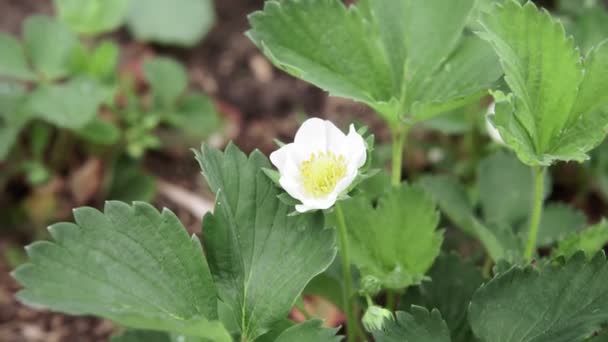 Blooming strawberries. Flower Latin name Fragaria moschata, closeup. Selective focus. — Stock Video