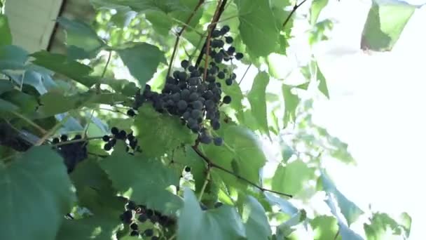 Black grapes Isabella on the branches of the vineyard. selective focus — Stock Video