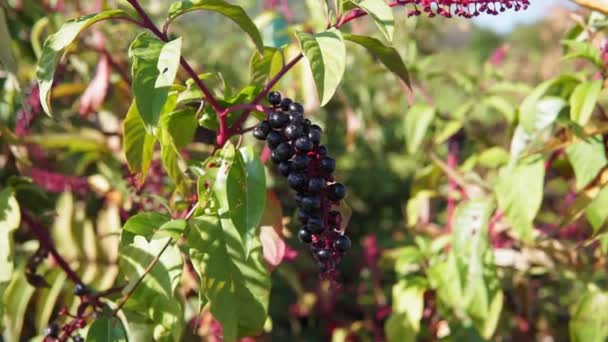 La laconosa americana Phytolacca americana del este de Estados Unidos, una planta. — Vídeos de Stock