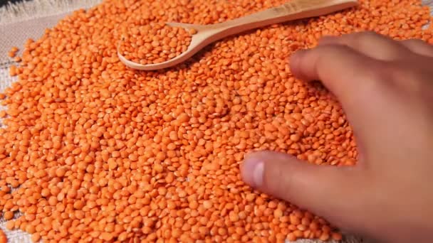 Lentils merah Lens culinaris terhadap, dengan ruang fotokopi. Fokus selektif. latar belakang tekstur — Stok Video