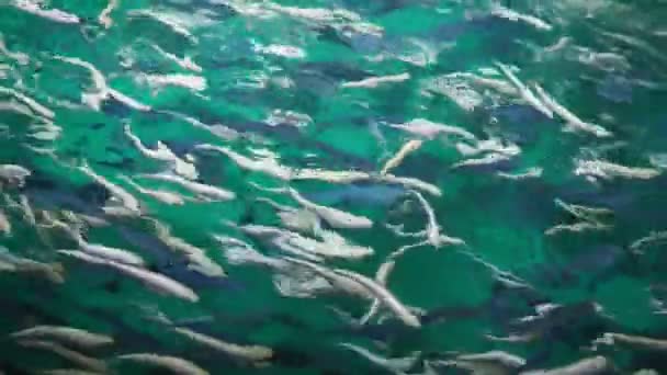 L'élevage de truites dans l'étang à poissons, la reproduction de poissons d'eau douce. focus sélectif — Video