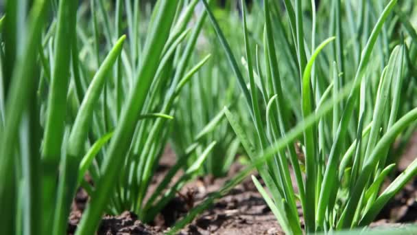 Peří zelené cibule vyrůstající na záhonu v půdě. pěstování zeleniny na ekologické farmě — Stock video