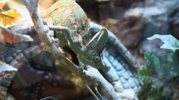 Rettile primo piano multicolore Chameleon con pelle colorata e luminosa. Animali esotici tropicali — Video Stock