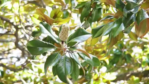 Фрукты или шишки Evergreen Southern Magnolia Magnolia Grandiflora с зелеными листьями. — стоковое видео