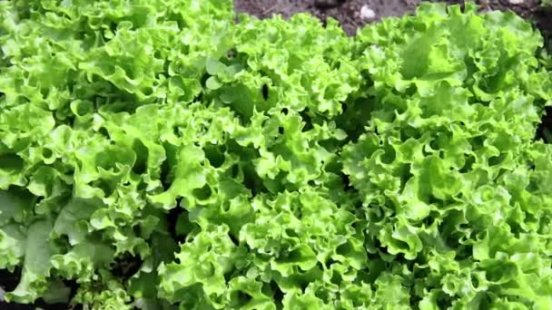 Verse blad groene sla plant teelt op biologische boerderij — Stockvideo