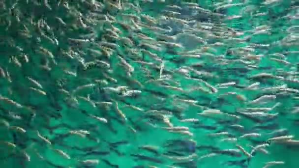 Concept of fish farming. lot of trout splashing in the water while feeding. selective focus — Stock Video