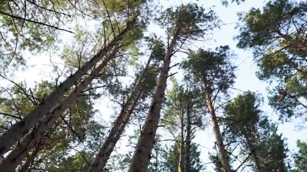 Widok z dołu wysokich sosen w lesie rezerwatu przyrody. — Wideo stockowe