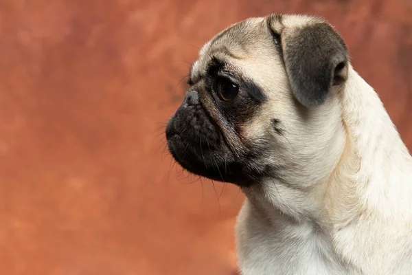 Pug Yakın Çekim — Stok fotoğraf