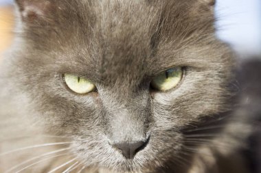 sarı gözlü gri bir kedinin kıç görünümü portresi