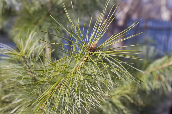 Cedar branch — Stock Photo, Image