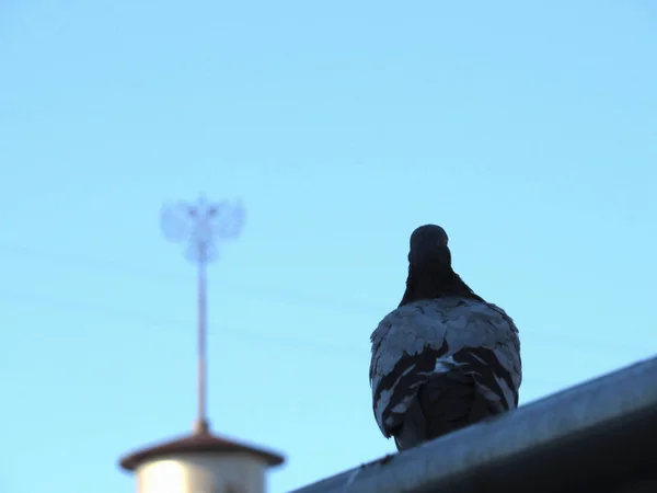 Pigeon dos contre le ciel — Photo