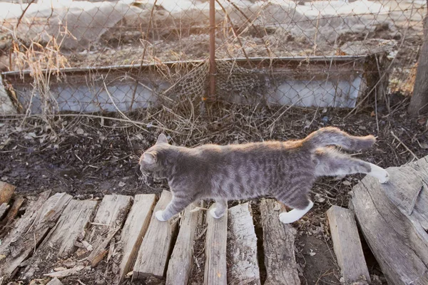 薪の上を歩く灰色の猫 — ストック写真