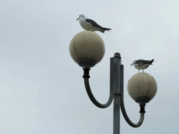 Duas gaivotas em um pólo olham à esquerda — Fotografia de Stock