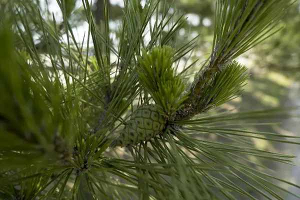 A young lump on the branch of a fir — Stock Photo, Image