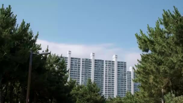 Alto edificio sullo sfondo di abete Parco — Video Stock