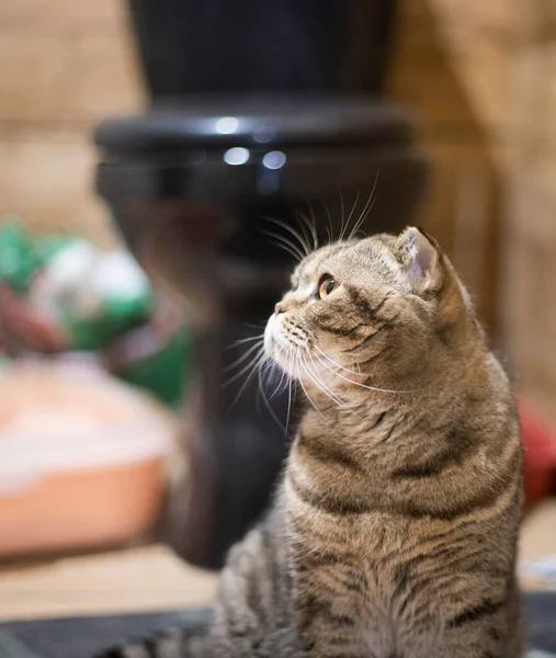 Çizgili bir çizgili bir İskoç katlı kedinin portresi, kedi büyük yuvarlak gözlerle başka yöne bakıyor, sanki ilginç bir şey görüyor ve kahverengi ahşap bir duvara karşı cazip