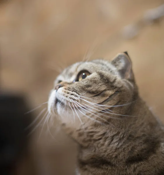 Çizgili bir çizgili bir İskoç katlı kedinin portresi, kedi büyük yuvarlak gözlerle başka yöne bakıyor, sanki ilginç bir şey görüyor ve kahverengi ahşap bir duvara karşı cazip