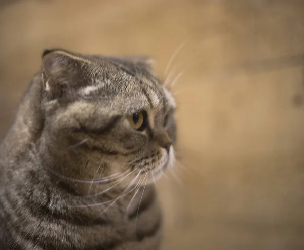 Çizgili bir çizgili bir İskoç katlı kedinin portresi, kedi büyük yuvarlak gözlerle başka yöne bakıyor, sanki ilginç bir şey görüyor ve kahverengi ahşap bir duvara karşı cazip