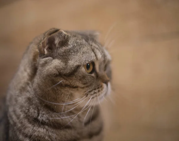 Çizgili bir çizgili bir İskoç katlı kedinin portresi, kedi büyük yuvarlak gözlerle başka yöne bakıyor, sanki ilginç bir şey görüyor ve kahverengi ahşap bir duvara karşı cazip