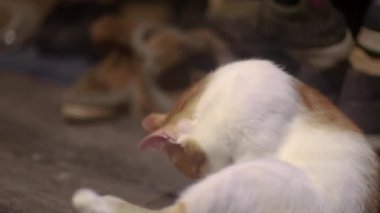 Turuncu benekli, beyaz, uzun saçlı bir kedi bacaklarıyla yerde oturur ve kendini yalar, sonra başını kaldırır ve kendini yalamaya devam eder, yer ahşaptır.