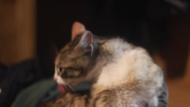 portrait d'un chat tacheté qui se lèche, le pelage est long et multicolore en orange, blanc et noir