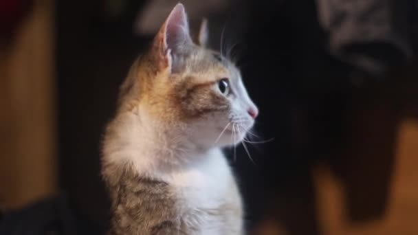 portrait d'un chat tacheté qui regarde à droite, le manteau est long et multicolore en orange, blanc et noir, le chat est jeune, elle est assise à l'intérieur parmi les vêtements