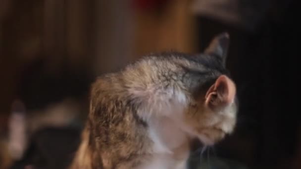 portrait d'un jeune chat tacheté qui se lèche, regarde vers l'opérateur, puis se lèche à nouveau, le pelage est long et multicolore en orange, blanc et noir