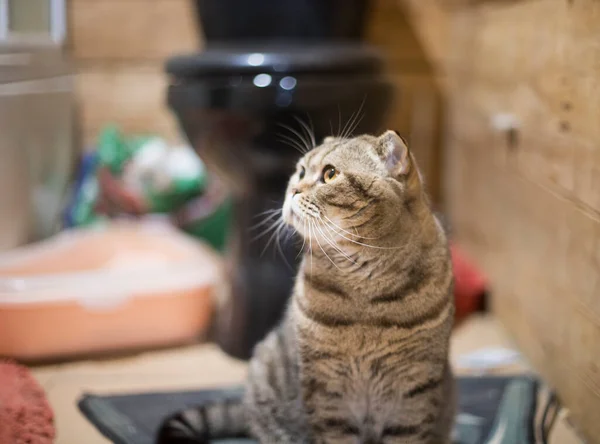 Çizgili bir çizgili bir İskoç katlı kedinin portresi, kedi büyük yuvarlak gözlerle başka yöne bakıyor, sanki ilginç bir şey görüyor ve kahverengi ahşap bir duvara karşı cazip