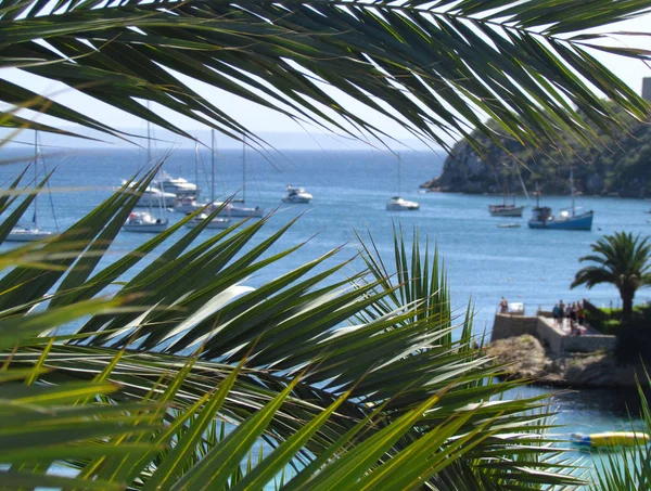 Beautiful Seascape Spain Majorca Amazing View Sea Yacht Palm Tree Royalty Free Stock Photos