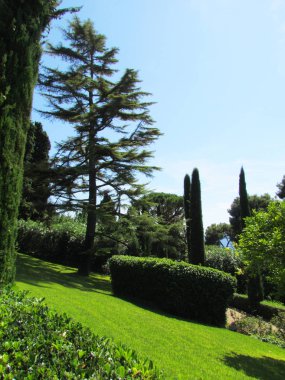 Yeşil güzel park. Botanik Bahçesi