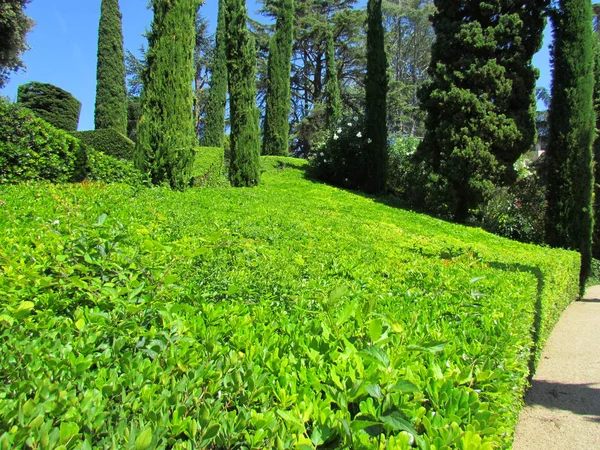 Yeşil güzel park. Botanik Bahçesi