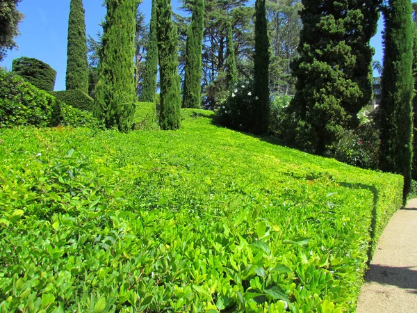 Groene Prachtig Park Botanische Tuin Stockfoto