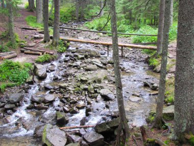 Güzel dağ nehir ve yeşil orman Karpatlar, Ukrayna