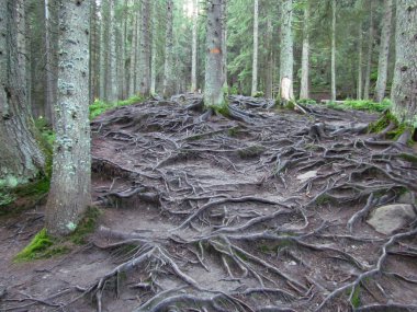 Gizemli orman dağlarında. Karpatlar, Ukrayna