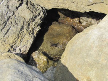 Islak taşlar üzerinde küçük rock Yengeç